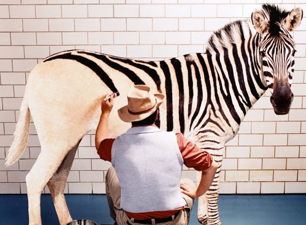 målar ränder på zebra